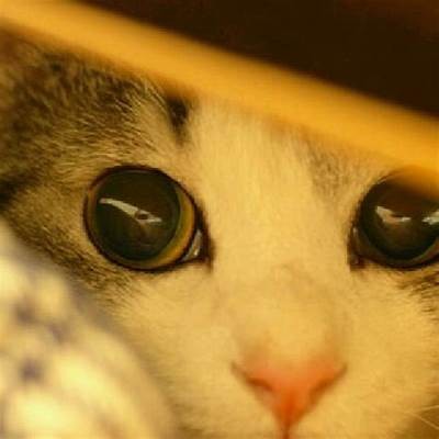 柚子猫糖心Vlog：探索国产产品的魅力与美好生活