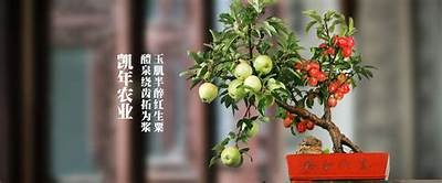 糖心视频成人版APP：高清视频成人内容尽在掌握